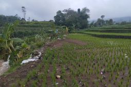 BPTPH Jabar memastikan sawah terdampak bencana masih bisa berproduksi