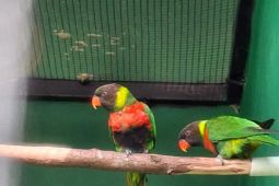 BKSDA Bali bawa pulang 40 ekor burung Perkici Dada Merah