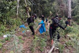 Brimob-BNNP Sumut musnahkan 2 hektare  ladang ganja di Madina