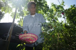 Program kampung iklim di Balikpapan
