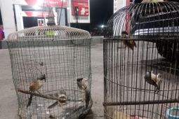 Polisi tangkap pelaku perburuan satwa dilindungi di TN Baluran