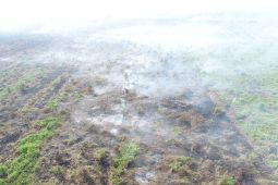 BPBD sebut sudah ada empat kecamatan di Sambas alami karhutala