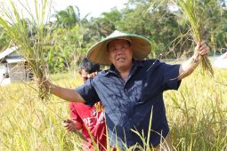 Belitung Timur integrasikan padi sawah dengan ternak sapi