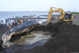 Penguburan bangkai paus terdampar di pantai Situbondo