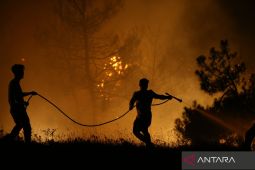 Kebakaran hutan di Jepang terus meluas, 3.000 orang dievakuasi