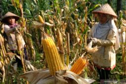 Bulog Sumut serap 35 ton jagung  pipil dari petani