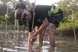 Ratusan bakau ditanam pemuda Lamongan sebagai upaya lindungi pantai