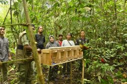 BKSDA lepas liar 19 satwa endemik kepulauan Maluku di Sungai Nief dan Waisapalewa
