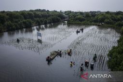 Penanaman 20.000 bibit mangrove di Tangerang