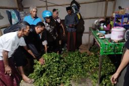 Polres Situbondo tangkap tiga pencuri cabai yang resahkan petani