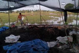 Pemuda di Aceh Besar produksi lima ton pupuk dari kotoran hewan dalam sehari