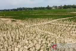 Sawah di Pasar Terusan mulai mengering akibat dampak kemarau