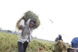 Tingkat ketimpangan pengeluaran di Gorontalo turun 0,021 poin