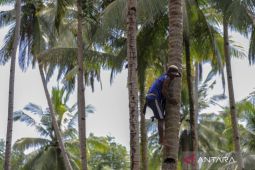 Babel kemarin, Penyelesaian lahan investasi kelapa hingga asuransi nelayan