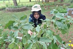 FAO: Perlu perkuat edukasi kurangi "food loss" dan "food waste"