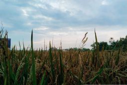 Subang tetap pertahankan daerah lumbung padi di tengah perkembangan industri