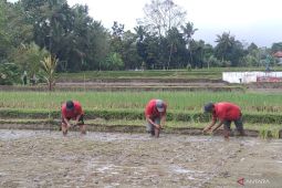 ITDC bantu pasarkan beras organik Bali