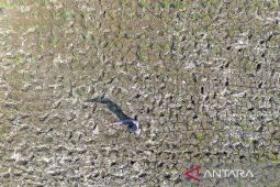 Lahan sawah mengering di Indramayu