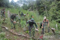 Tim gabungan musnahkan tiga hektar ladang ganja di Mandailing Natal