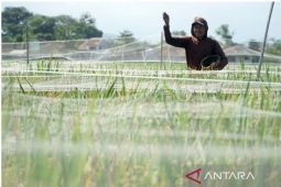 Hama wereng serang ratusan hektare sawah di Trenggalek dan Tulungagung