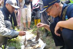 Dispertan Garut menggencarkan pengendalian hama agar produksi padi aman