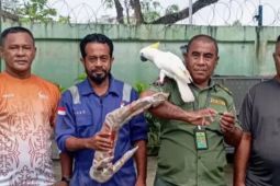BKSDA Maluku  gagalkan pengiriman satwa dilindungi di Pelabuhan Ambon