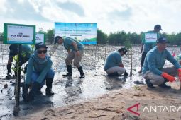 Babel hijaukan 4.700 hektare hutan mangrove
