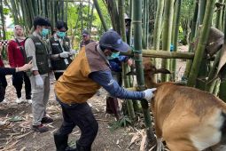 120 sapi di Maros terkena PMK