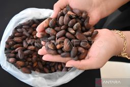 Kementerian UMKM perkuat ekosistem kakao Sulteng lewat Holding UMKM