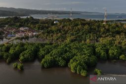 Kementerian LH rehabilitasi 769 ribu hektare mangrove