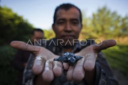 DKP DIY minta warga tidak buang sampah sembarangan cegah penyu mati