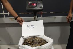 Kemenhut gagalkan perdagangan 15,52 kg sisik trenggiling dan amankan pelakunya di Kalbar