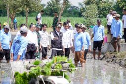 Musim tanam III, Pemkab Lamongan realisasikan seluas 8.847 hektare