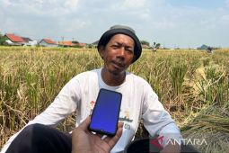 Petani Cirebon bersyukur menebus pupuk subsidi cukup pakai KTP