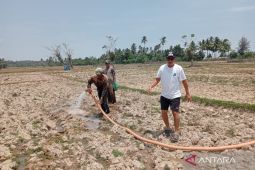 Mayoritas petani Mukomuko berhenti bersawah akibat cuaca panas