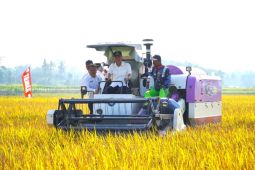 Optimalisasi lahan sawah di OKI berhasil tingkatkan Indeks Pertanaman