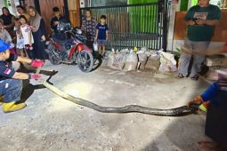 Damkarmat Lamsel dan warga berhasil evakuasi ular sepanjang 3,5 meter