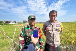 Babinsa Cengkuang Cirebon kawal penyerapan gabah petani HPP Rp6.500 per kilogram