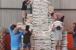 Stok beras di gudang Bulog Timika aman untuk kebutuhan lima bulan