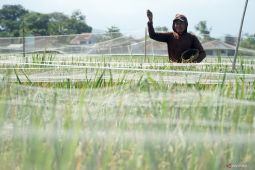 Seluas 652 hektare padi Tulungagung terancam puso akibat serangan wereng