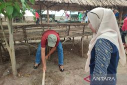 Pemkot Bengkulu tanam puluhan ribu pohon kelapa pada 18 Agustus 2025