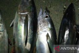 Akademisi Universitas Pattimura kembangkan biointervensi cegah keracunan pada ikan