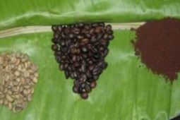 Kopi Sula tercatat potensi indikasi geografis dilindungi