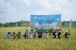 Dorong swasembada pangan, Pusri gelar Panen Raya di Bangka Selatan