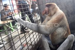 Evakuasi Bekantan liar dari permukiman warga