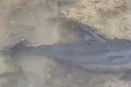 Balawista Lebak selamatkan lumba-lumba hidung botol terdampar