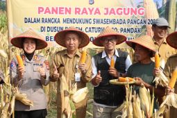 Kelompok tani di Bantul panen jagung 10 ha hasil program pendampingan Polri