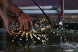 Budidaya lobster Pangandaran berbasis riset