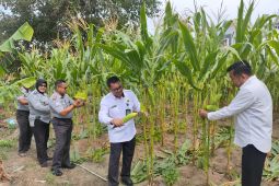 Lapas Kelas IIA Palu panen 450 kilogram jagung manis dukung ketahanan pangan