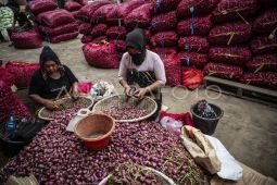 Harga cabai rawit Rp43.148/kg, bawang merah turun jadi Rp44.481/kg